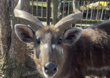Rare antelope dies after choking on plastic cap at Tennessee zoo