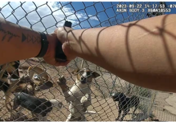 Arizona: Body-cam shows Apache County deputy shooting, killing abandoned dogs
