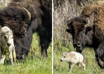 Rare white bison calf born in Yellowstone National Park: “A blessing or a warning”