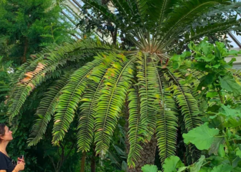 Scientists seek a female companion for the world’s “loneliest” plant