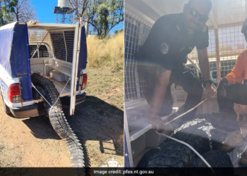 A massive 3.63-meter saltwater crocodile that had been terrorizing a village in northern Australia was killed and eaten by locals during a traditional festival. The predator had moved into Baines River, just 250 meters from residences, following floods earlier this year, and had been stalking and lunging at children and adults. The crocodile had also reportedly taken several community dogs.