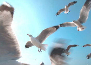 The next pandemic will originate from bird flu: Former director of the CDC