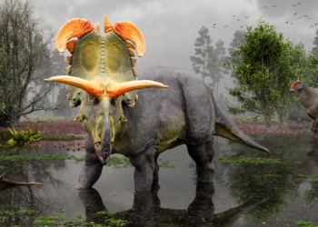 A newly discovered dinosaur species, Lokiceratops, has been identified by palaeontologists. This herbivorous dinosaur, measuring approximately 22 feet (6.7 meters) in length and weighing around 11,000 pounds (5 metric tonnes), stands out for its crown-like, elaborate headgear.
