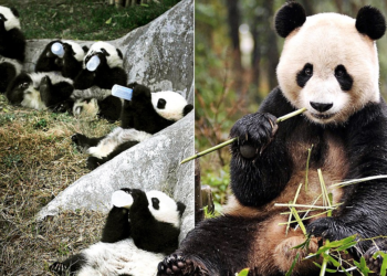 China’s panda breeding center issues lifetime ban to 12 tourists for misconduct