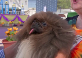 Oregon Pekingese “Wild Thang” crowned winner at 2024 World’s Ugliest Dog Contest | Watch