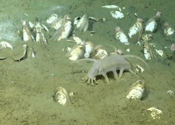 Researchers discover sea pig in Chile’s deepest known cold seeps