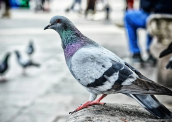 German town Limburg an der Lahn votes to kill all its pigeons. Here's why