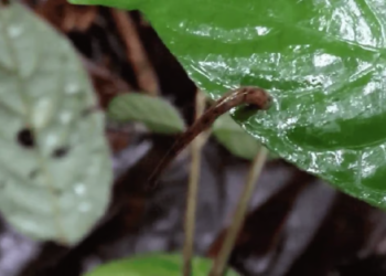 Watch: First-ever evidence of jumping leeches captured in Madagascar