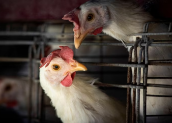 Bird flu, a highly contagious strain of avian influenza, has shown alarming zoonotic spread across the United States, infecting pets and wildlife in 31 states and raising concerns about human exposure.