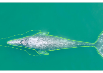 Gray whales decreasing in size along the Pacific Northwest coast
