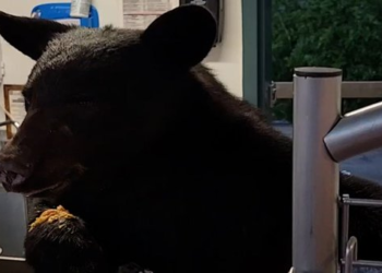 Black bear comes face-to-face with employee at Tennessee park: Watch the shocking moment