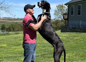 Great Dane