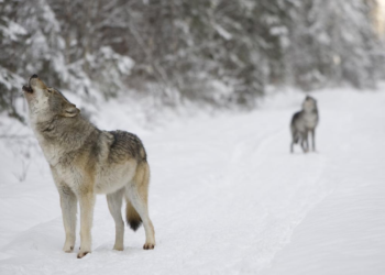 wolf