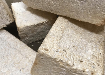 NASA funds innovative plan to build homes with fungi on Moon and Mars