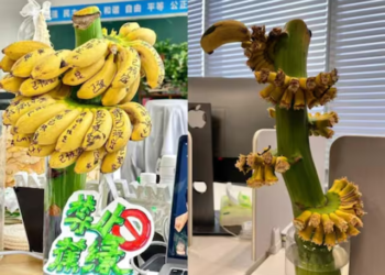 Chinese employees are growing bananas on desks to deal with office stress