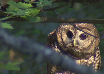 US officials to cull nearly half a million owls: Here's why