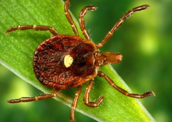 Lone star tick