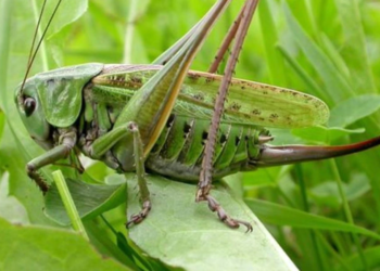 Singapore approves 16 insects, including silkworms and grasshoppers, for human consumption