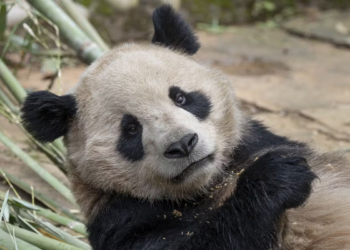 San Diego Zoo shares first-look photos of two pandas from China