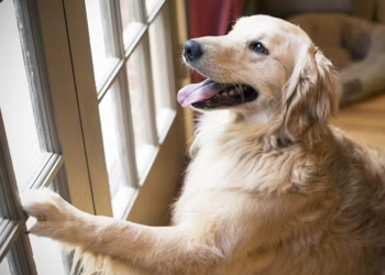 Scientists at the University of Michigan develop tools to decode dog barks