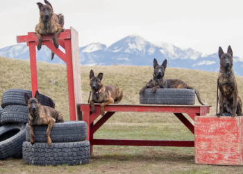 Wealthy animal lovers are buying 'military grade' protection dogs for $150,000