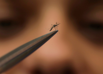 Dengue outbreak in New York and New Jersey: Symptoms, prevention and treatment