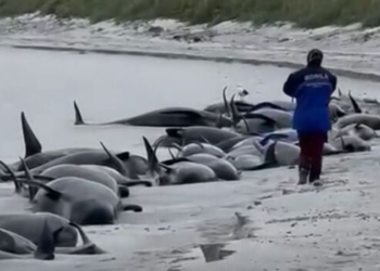 Tragedy in Orkney: 77 pilot whales perish in mass stranding