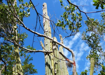 Florida tree cactus is the first local species killed off by sea-level rise