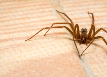 Atlanta mom's nightmare: Venomous spider cluster attack leaves her with horrific injuries