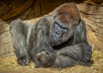 San Diego Zoo: Winston, 52-year-old gorilla, dies 20 years beyond typical life expectancy