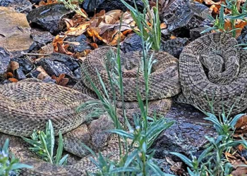 Hiss-tory in the making: Livestream shows 2,000 pregnant rattlesnakes in Colorado 'mega-den'