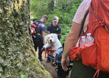 Firefighters rescue 160-pound injured dog from Oregon mountain