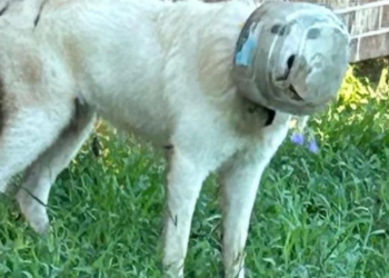 Texas town launches extensive search with drones for missing dog with plastic bowl on head