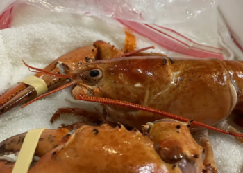 Orange Lobster