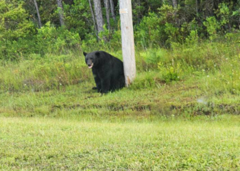 Florida police urge people to stop taking selfies with ‘depressed’ black bear- Here’s why