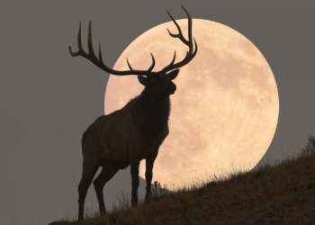 July's full Buck Moon to rise on July 21: Here's everything you need to know