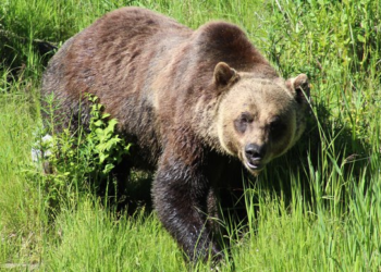 Montana: Brave 72-year-old fights off and kills aggressive grizzly bear in self-defense after being attacked