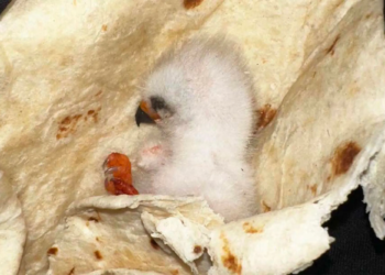 Innovative rescue: Texas family wraps baby bird in tortilla to keep it warm
