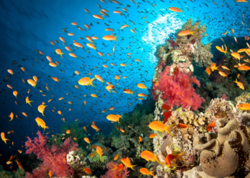 Scientists warn of alarming decline in oxygen from earth's water