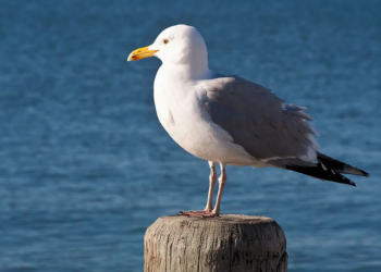 NJ man arrested for ripping seagull’s head off after it tried to steal French fries from his daughter