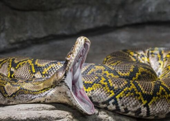 Indonesia: Mother of five, killed and eaten by 30-foot python