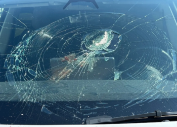 Fish mysteriously drops from sky and crashes into Tesla in New Jersey. What exactly happened?