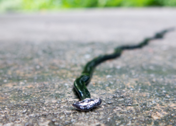 Poisonous worms that multiply when cut threaten Texas during rains