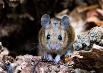 Deadly rodent disease hantavirus claims four lives in the U.S.- Know symptoms and causes