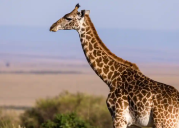 Castration procedure gone wrong: Giraffe at Toronto Zoo dies under anesthesia
