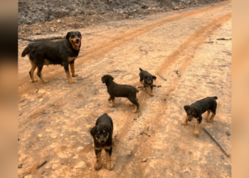 Northern California's Park Fire, which erupted on July 24, has led to the evacuation of thousands. The fire, which ignited when a man pushed a burning car into a gully, quickly became one of the largest wildfires in state history. In the chaos, an emergency responder performed a heroic act to save stranded animals.
