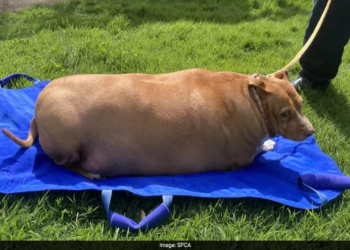 New Zealand woman jailed for overfeeding dog to death