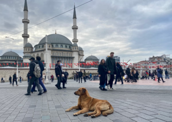 In an effort to tackle the growing stray dog population, lawmakers in Turkey have enacted a new law. The Grand National Assembly approved the bill after an overnight session, with the government pushing for its passage before the summer break, as reported by The Times.