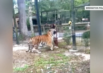 Watch: Woman narrowly escapes tiger attack after climbing fence at New Jersey Zoo