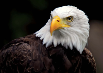 US names bald eagle as the national bird, 200 years after it became national symbol